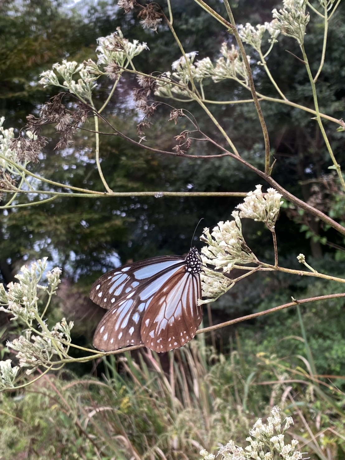 オオヒヨドリバナ