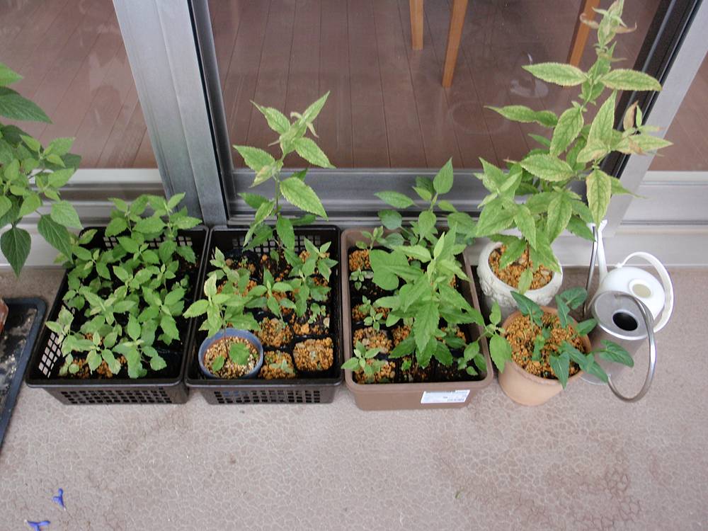 オオヒヨドリバナの苗